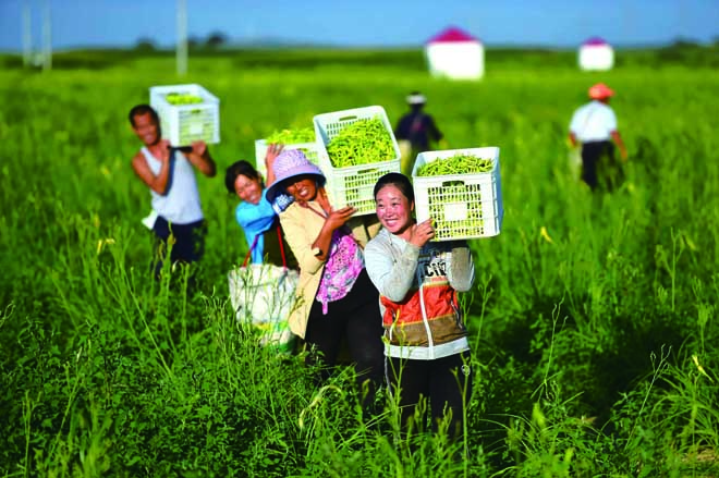 云州區(qū)遍地黃花遍地金 喜迎黃花豐收季